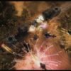 Renegade Ops - STEAM CD Key - Image 2