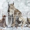 Shelter 2 - STEAM CD Key